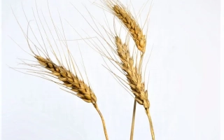 Билоцеркивская напивкарликова