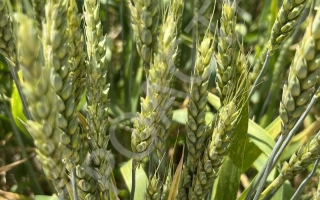 Былина Дона