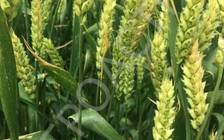 ДАР Зернограда