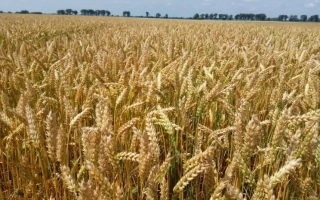 Дарунок Подилля