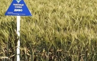 Диво донецьке