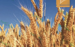 Днистрянка одеская