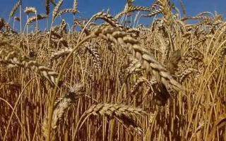 Елегія миронівська