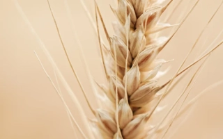 ЭН Альбирео