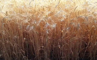 Эпоха Одэська