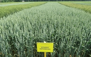 Естафета миронивская