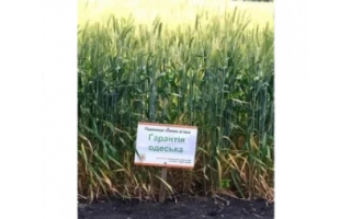 Гарантия одеская