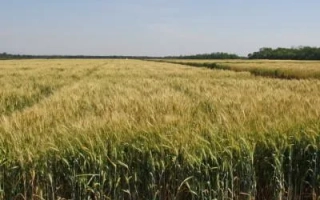 Гардемарин