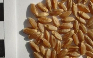 Голиковская