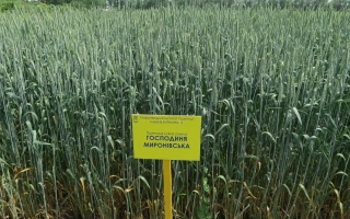 Господиня миронивская