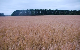 Грация миронивская