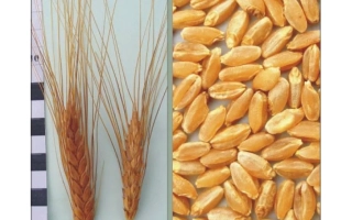 Харківська 2 / Харківська 2