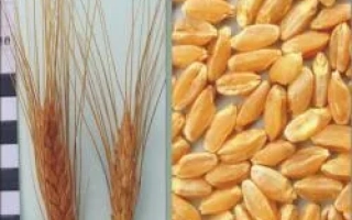 Харківська 6 / Харківська 6