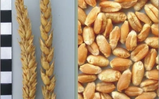 Стебли пшеницы и зерна пшеницы - ХАРЬКОВСКАЯ 30