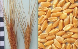 Стебли пшеницы и зерна пшеницы на фоне линейки - ХАРЬКОВСКАЯ 39