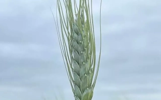 Харківська 96