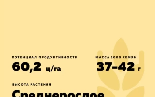 КАМЫШАНКА 9