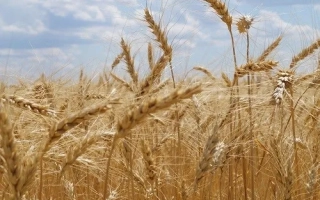 Катруся одеська