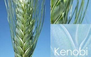 Кеноби