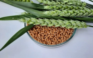 Кесария Полесская