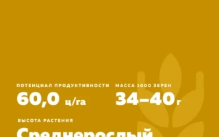 КІНЕ́ЛЬСЬКА 2010