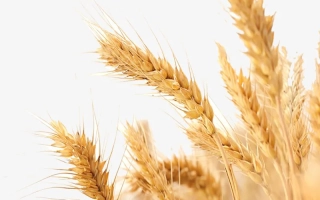 Королева одеська