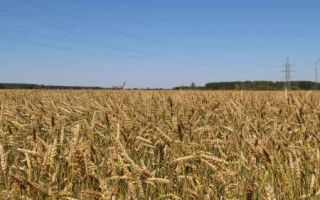 Кошелёвская