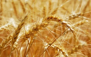 Краснопилка