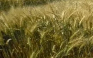 Красуня одесская / Красуня одеська