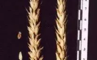 Крестьянка