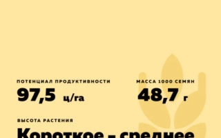 КУРЯНОЧКА 19