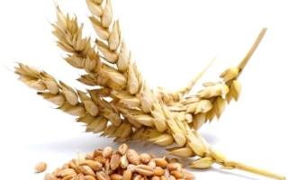 Квитка полив