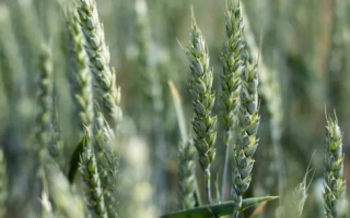 КВС Джетстрим