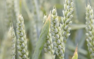 КВС Карузум