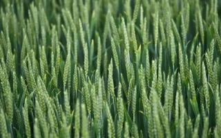 КВС Торридон