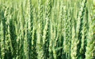 Квс Аквілон