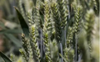 КВС Коллада