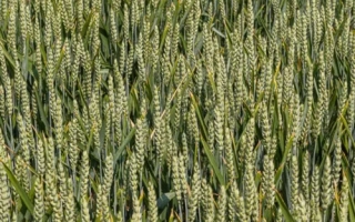 КВС Донован