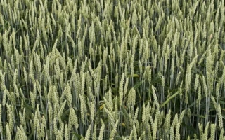 КВС Империум