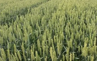 КВС Шірокко