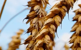 КВС Спенсер