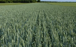 КВС Старлайт