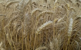 ЛЬГОВСКАЯ 31