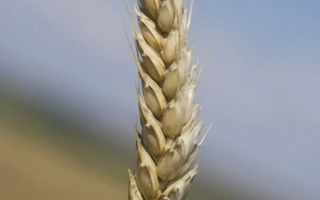 ЛЬГОВСКАЯ 4