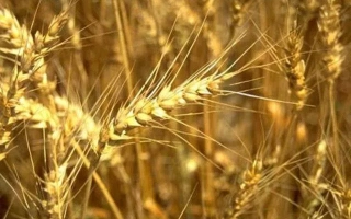 Лесная песня