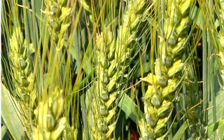 Лирика билоцеркивська