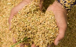 Мальованка