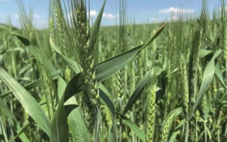 Мармуровий