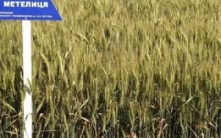 Метелиця харьковская