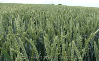 МИП Дарунок